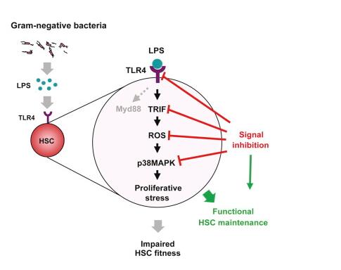造血干细胞的TLR4受体既能检测细菌感染