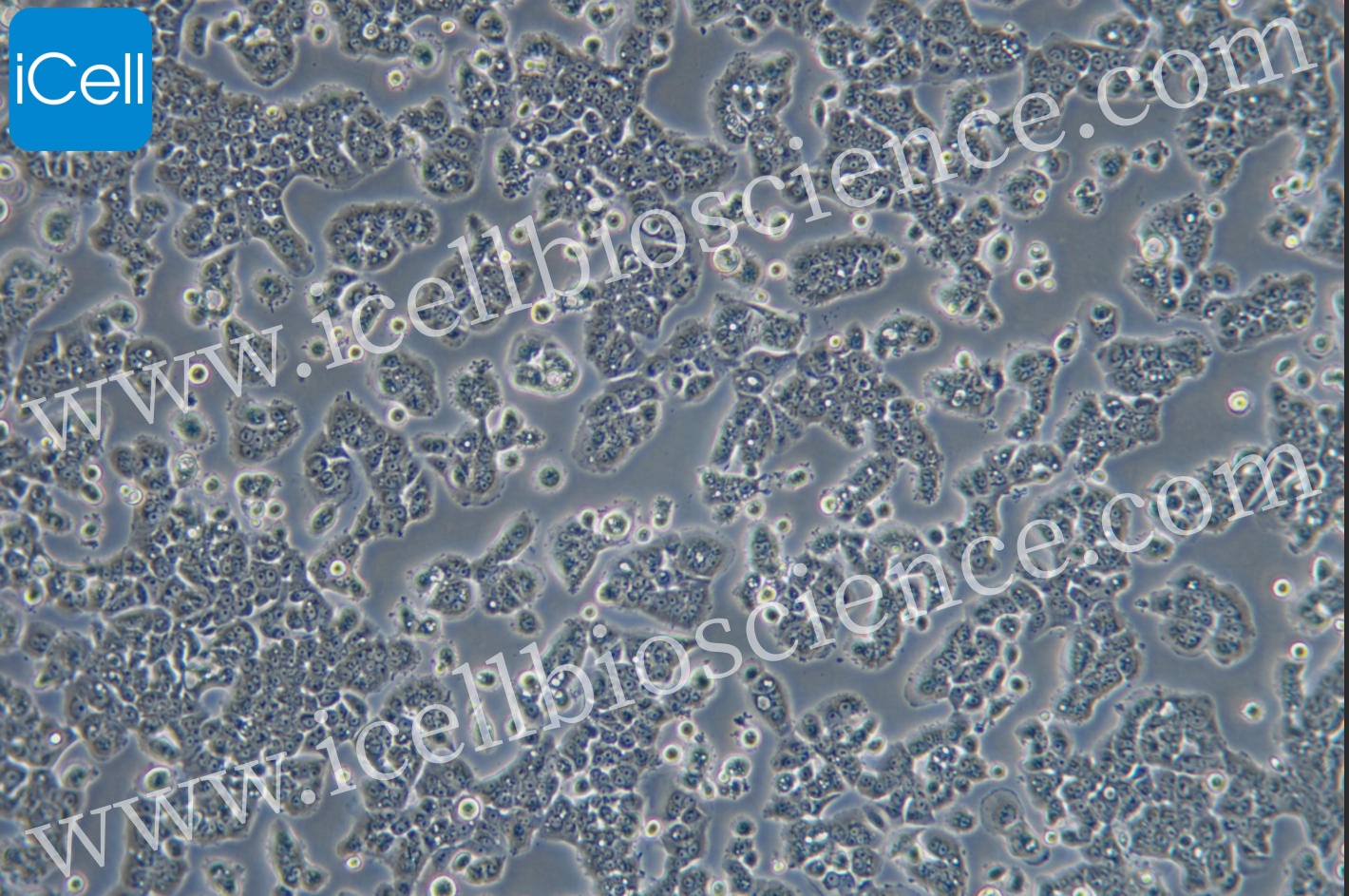 COLO678 人结肠癌细胞-原代细胞-STR细胞-细胞培养基-镜像绮点生物